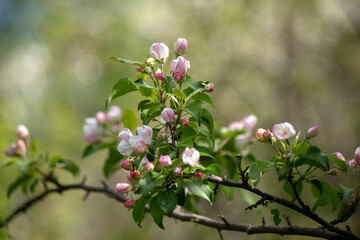 Cherry branches with white flowers and green leaves on a blurry green garden background.