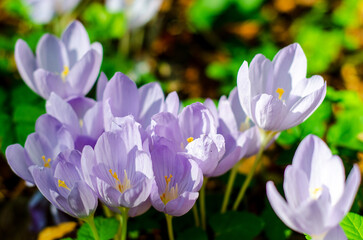 Close-up of Crocus pulchellus, the hairy crocus.