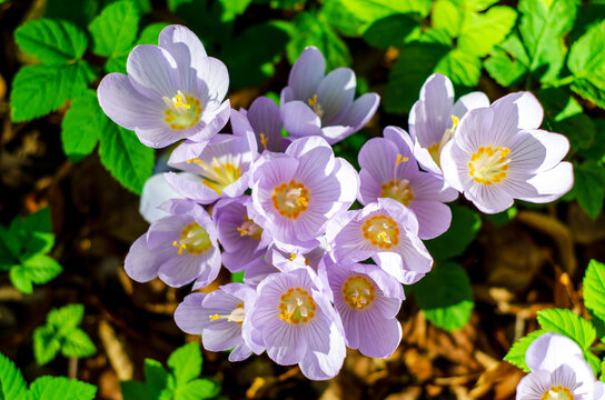Close-up of Crocus pulchellus, the hairy crocus.