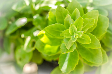 All green. Herbal plant on the garden. White and blurred vignette