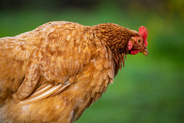 Hühner in der Freilandhaltung