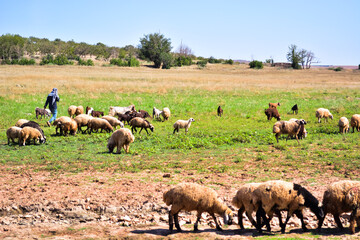 shepherd grazing herd, sheep, goat, lamb, in meadow or pasture on spring season over green grass under the sunshine
