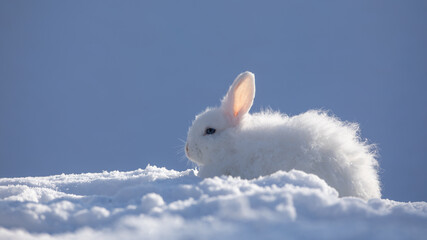 cute white rabbit in the cold