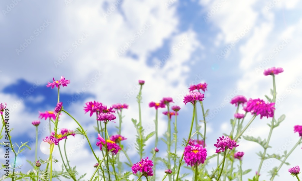 Wall mural beautiful fresh aroma flowers in garden.