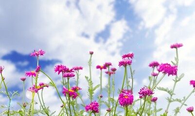 Beautiful fresh aroma flowers in garden.