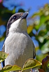 close up of a Fiscal Shrike bird