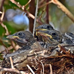close up of little Fiscal Shrike birds in the nest