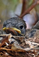 close up of little Fiscal Shrike birds in the nest