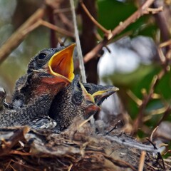 close up of little Fiscal Shrike birds in the nest
