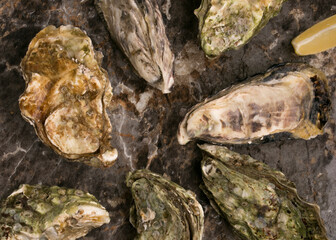 set of oysters on a gray background