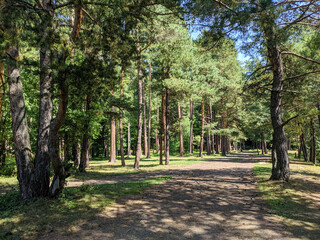 Beautiful view of the coniferous forest with tall pines and a green lawn. The path along the trees goes into the distance. Nature concept