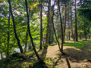 Beautiful view of the coniferous forest on the banks of the river. Trees cast shadows in the sun. Nature concept