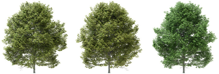 3D illustration of trees on transparent background, for illustration, digital composition, and architecture visualization - obrazy, fototapety, plakaty