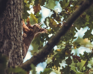 Eichhörnchen mit Nuss im Wald