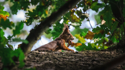 Eichhörnchen mit Nuss im Wald
