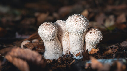 Weiße Pilze im Wald mit Laub