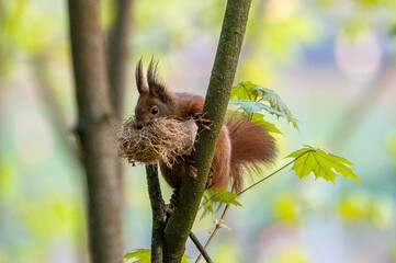 Squirrell building nest © Marcin