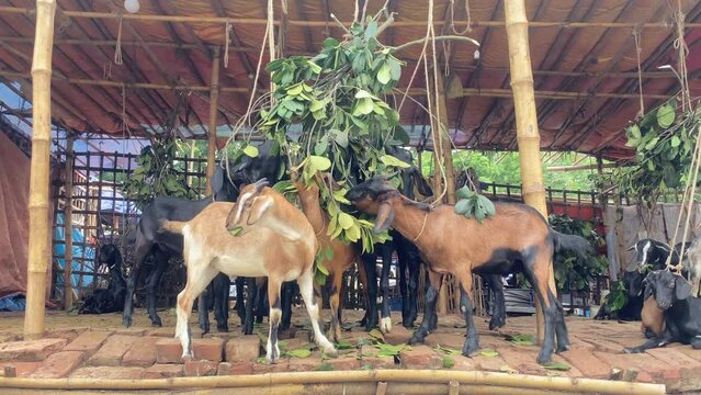 Black Bengal goats eating leaf at a farm hut in Bangladesh. Static shot