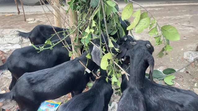 Black Bengal goats eating hanged jackfruit leaves in a group in Bangladesh