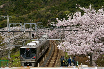 山中渓駅・桜
