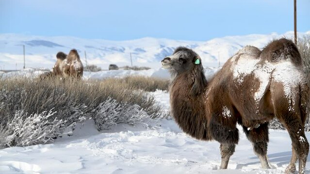 Bactrian camel in winter landscape. Herd of camels walking on snow. Camels in Altai Republic