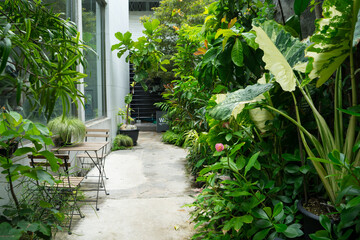 Fototapeta premium Alocasia macrorrhizos or Odora Variegated with ornamental plants with walk way and outdoor chairs in the garden park. 