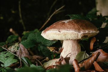 Pilz im Wald mit Moos