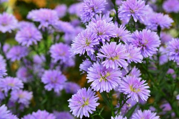 八重咲きの孔雀アスター（クジャクソウ）紫色