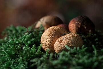 Pilze im Wald mit Moos