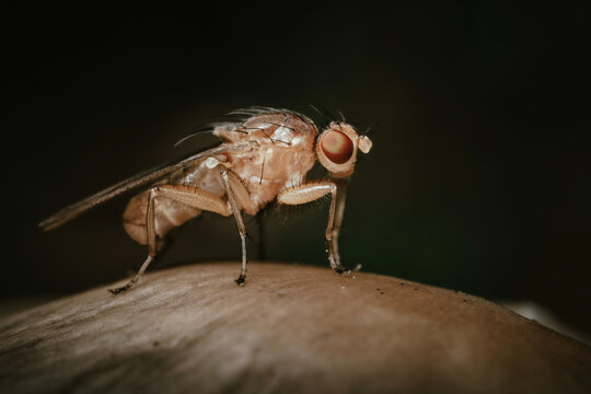 Kleine Fliege auf einem Pilz im Wald