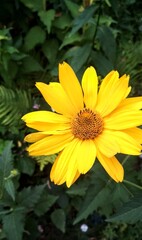 yellow flower on the background