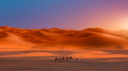 Obraz premium Camel caravan in the desert at sunrise - Sahara, Morrocco