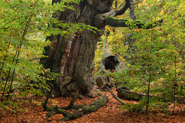 Alte Eiche im Urwald Reinhardswald