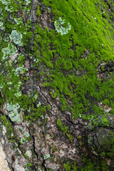Moss that grows on trees is a type of leaf moss, in Latin it is called Bryophyta