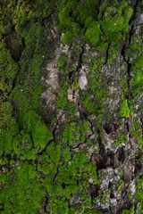 Moss that grows on trees is a type of leaf moss, in Latin it is called Bryophyta
