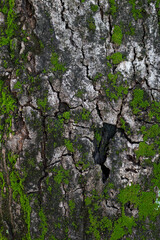 Moss that grows on trees is a type of leaf moss, in Latin it is called Bryophyta