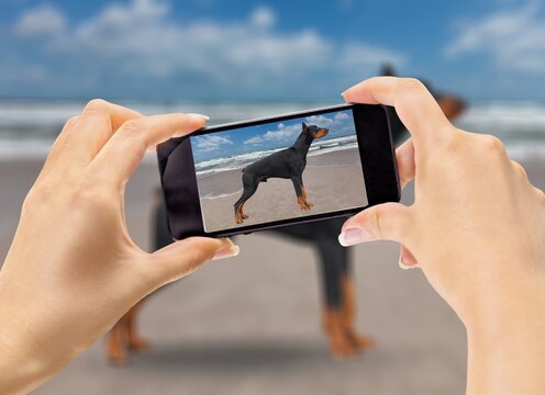 Hands of person photographing a pet dog