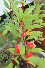 Red Impatiens Balsamina flower background blur portrait