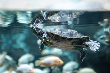 group of red-eared turtles from the family of American freshwater turtles.