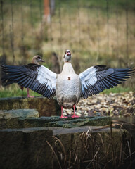 Ente mit Flügelschlag