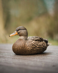 Ente auf Holzsteg