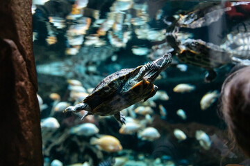 group of red-eared turtles from the family of American freshwater turtles.