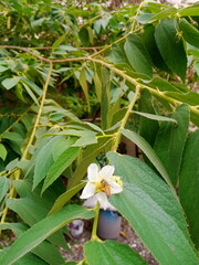 De focus flower with bee