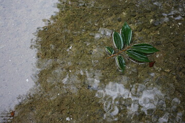 leaf on the water after the rain