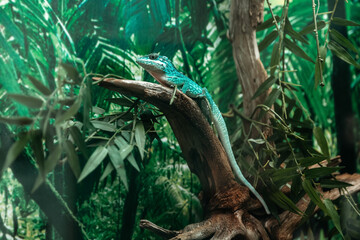 Knight Anole LAT. Anolis equestris is one of the species anolisov