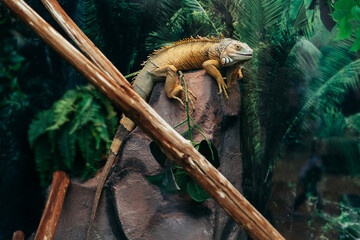 close up. common green iguana in a terrarium.