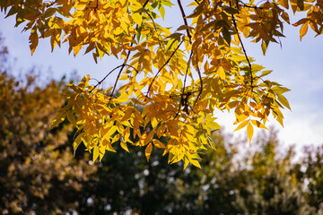 Beautiful golden leaves of plants in autumn