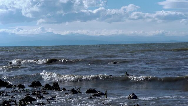 Stones with moss and waves. Close view Sevan lake in Armenia, Caucasus. Mountain lake. Polluted lake. 