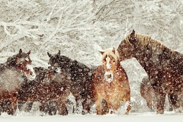 Scenic view of a herd of horses grazing in a field covered by snow during a blizzard