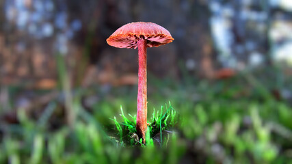 red mushroom in the grass